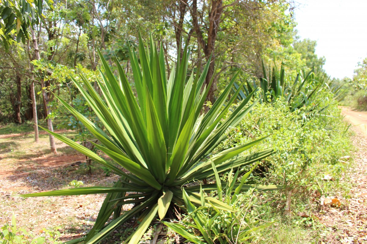 Furcraea foetida (L.) Haw.